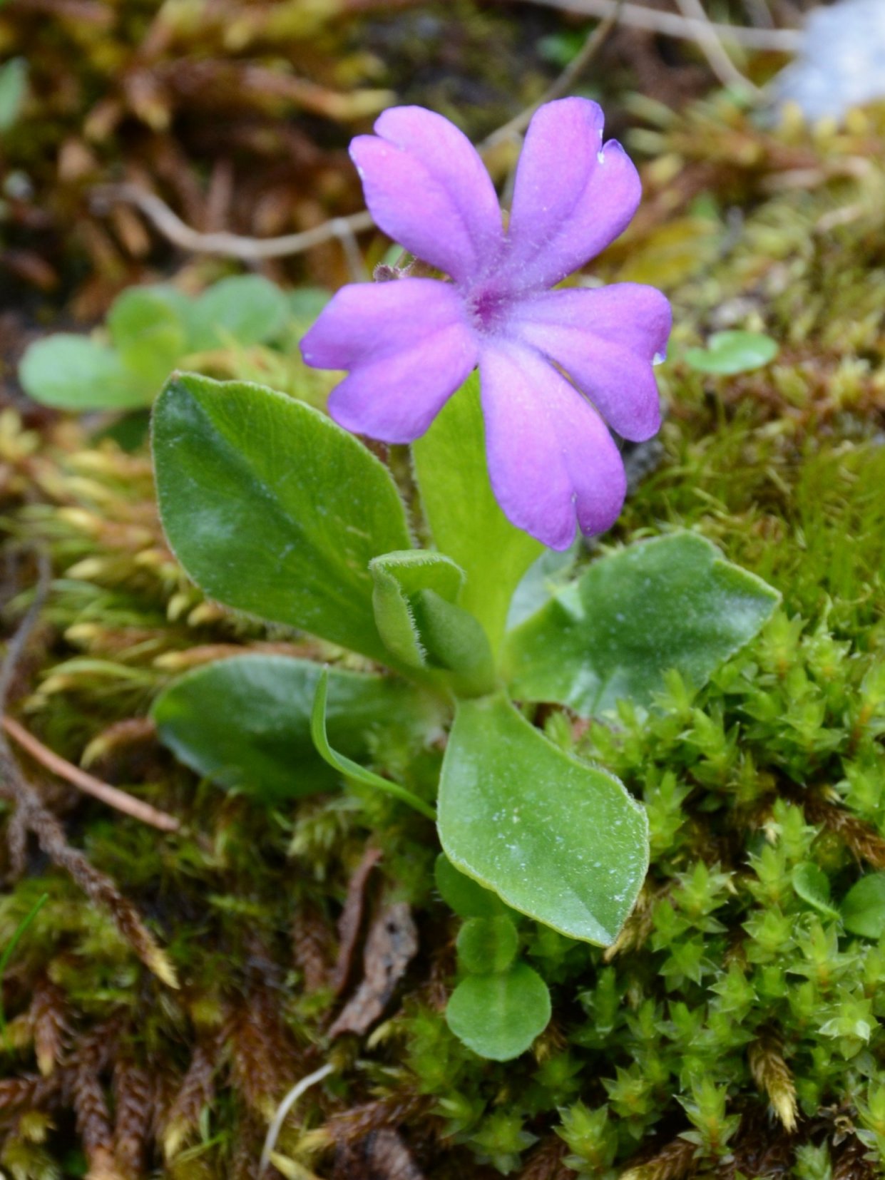 Primula integrifolia